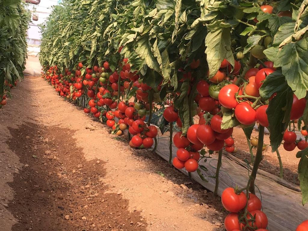 URAZ 34 F1