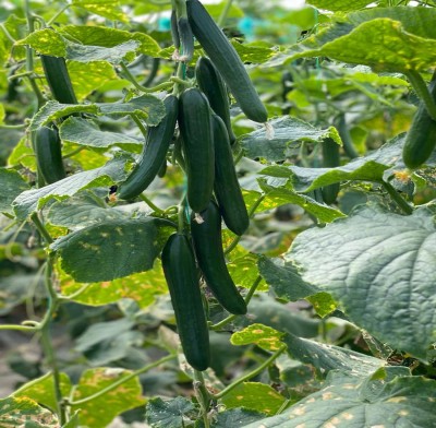 MADIDA F1